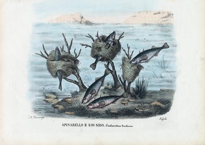 Stickleback、1863-79 作： Raimundo Petraroja